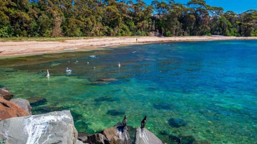 Top Dog-Walking Spots on the South Coast for Summer 2024